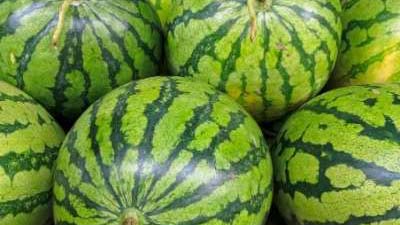 When to Plant Watermelon in Utah