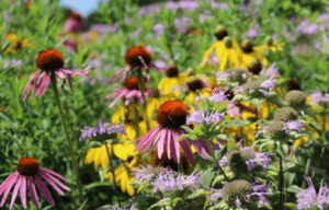 When to Plant Wildflower Seeds in Virginia