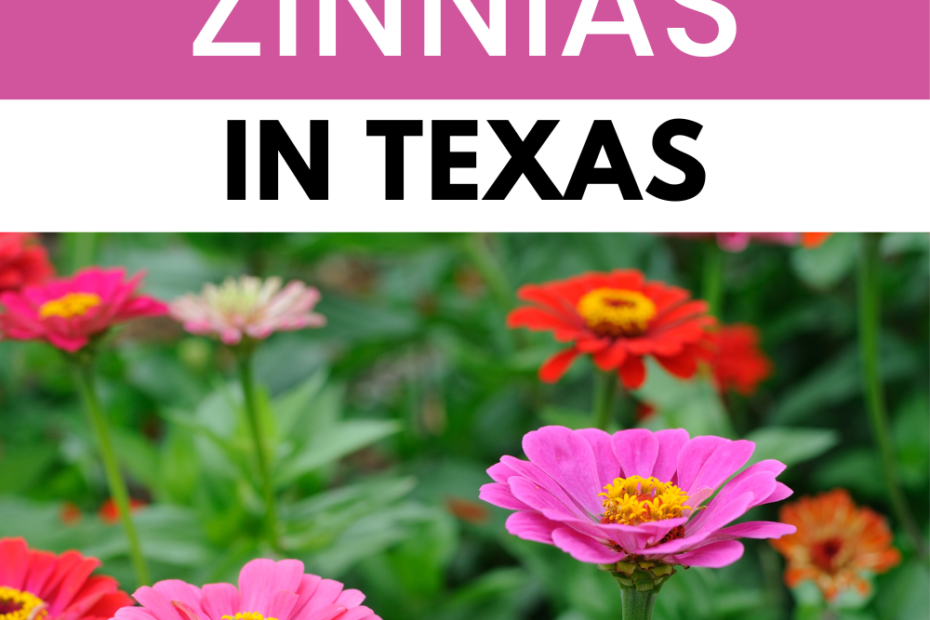 When to Plant Zinnia Seeds in Texas