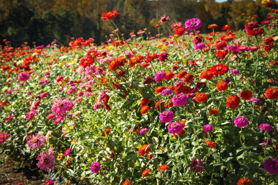 When to Plant Zinnias in Georgia