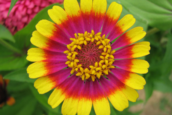 when to plant zinnias in missouri