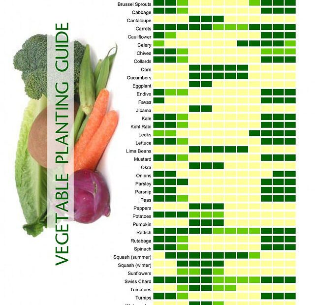 When to Plant Zucchini in Southern California