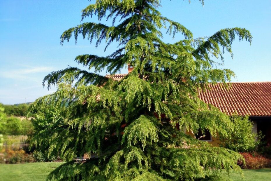 when to prune cedar trees