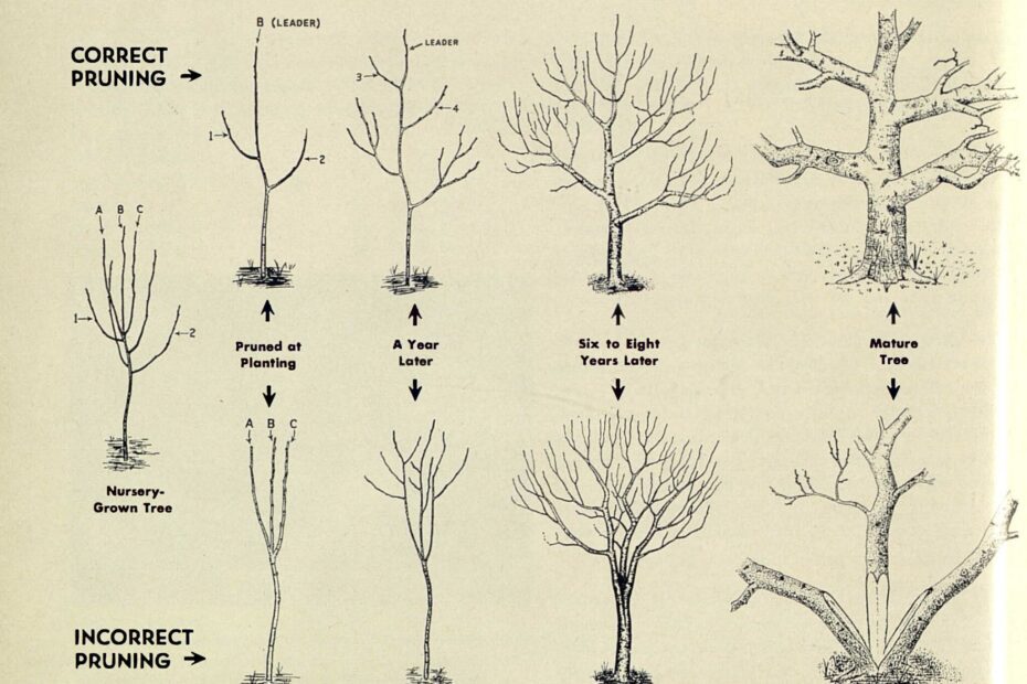 When to Prune Fruit Trees in Minnesota