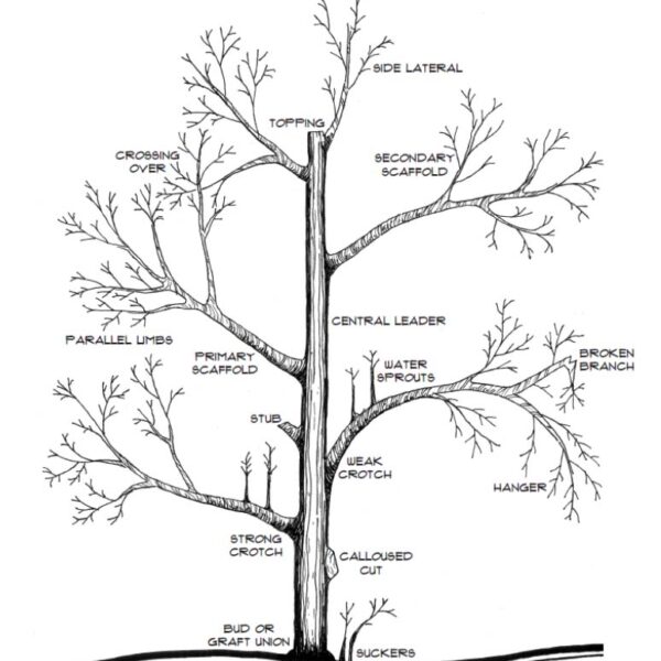 when to prune fruit trees in utah