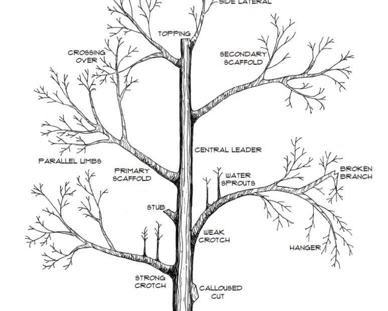 when to prune fruit trees in utah