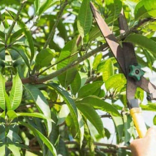 when to prune mango trees in florida