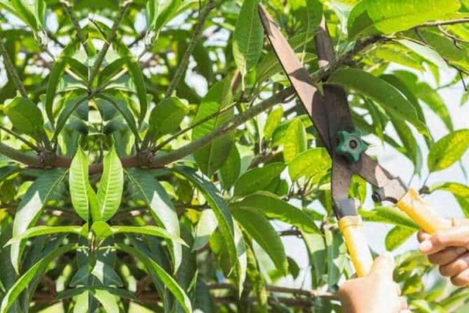 when to prune mango trees in florida