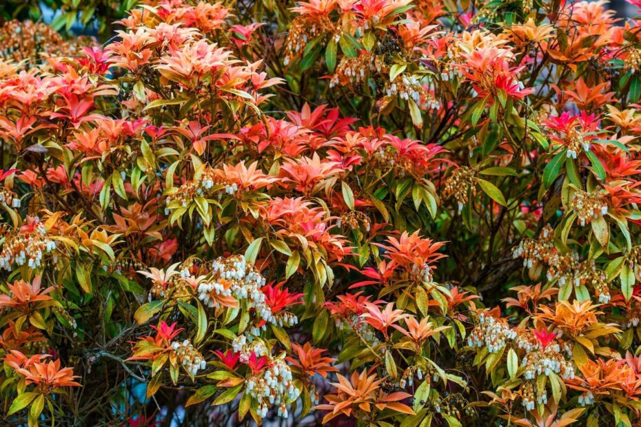 when to prune pieris japonica