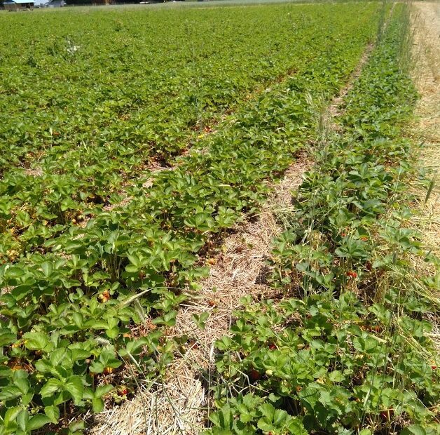 when to remove mulch from strawberries