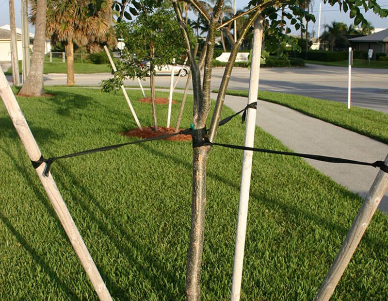 When to Remove Stakes from Trees