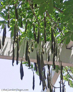 When to Remove Wisteria Seed Pods