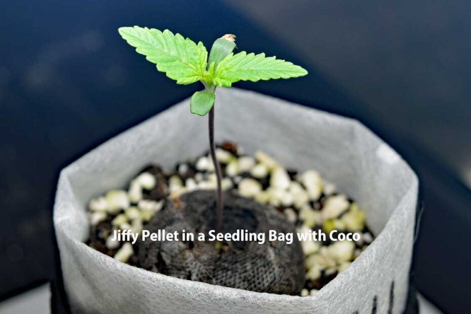 when to start feeding seedlings in coco