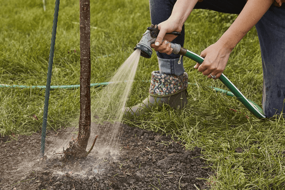 when to start watering trees in spring