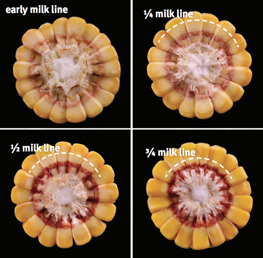 When to Stop Watering Corn