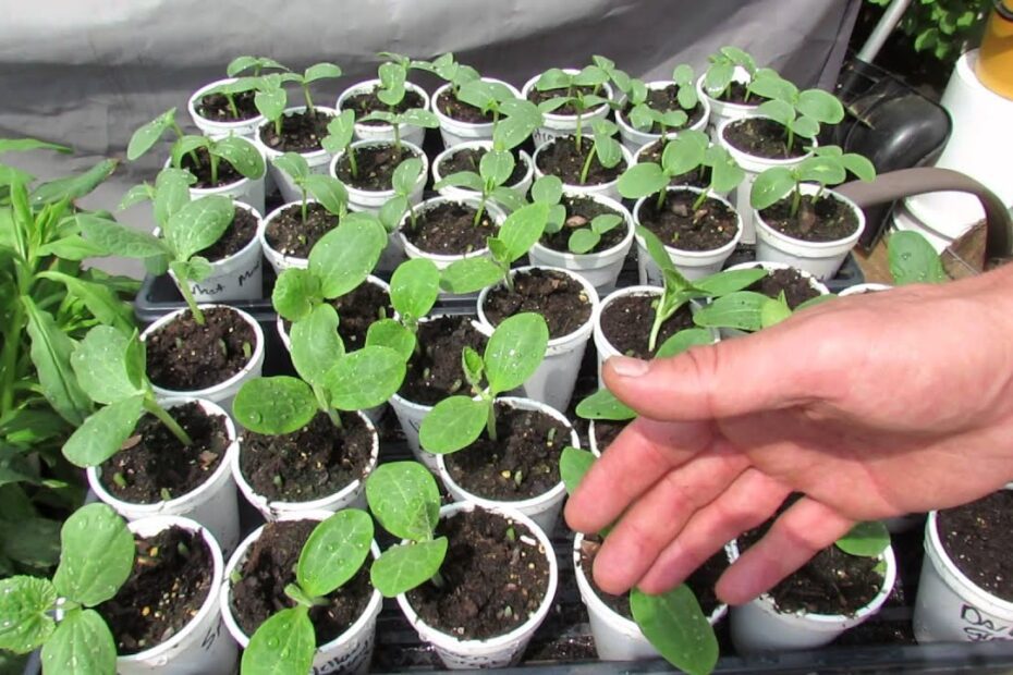 When to Transfer Cucumber Seedlings