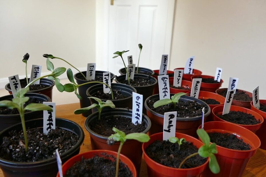 when to transfer sunflower seedlings