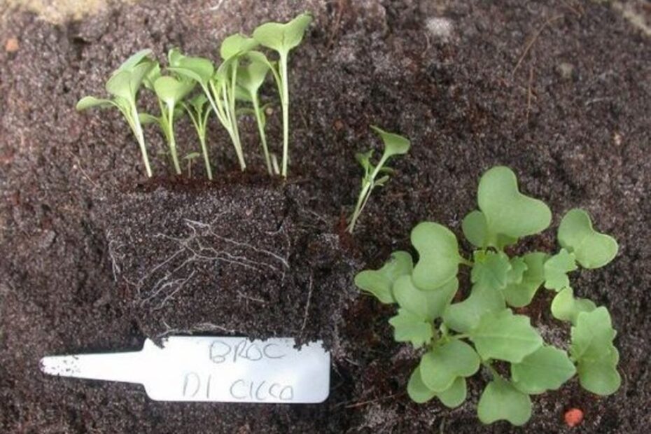 when to transplant cabbage seedlings