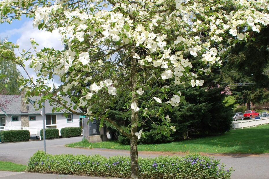 when to transplant dogwood