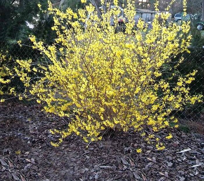 when to transplant forsythia