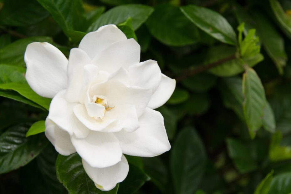 when to transplant gardenia