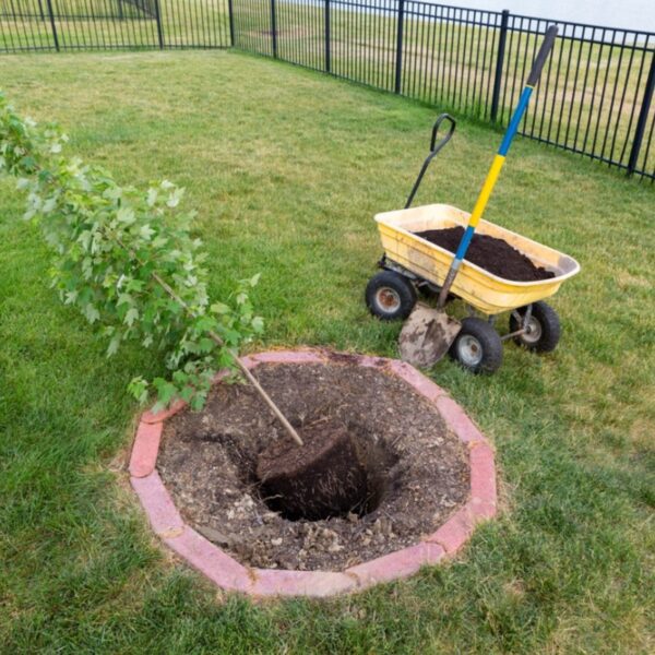 when to transplant maple tree