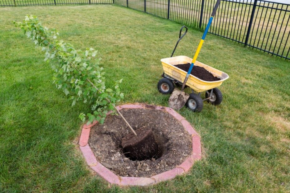 when to transplant maple tree