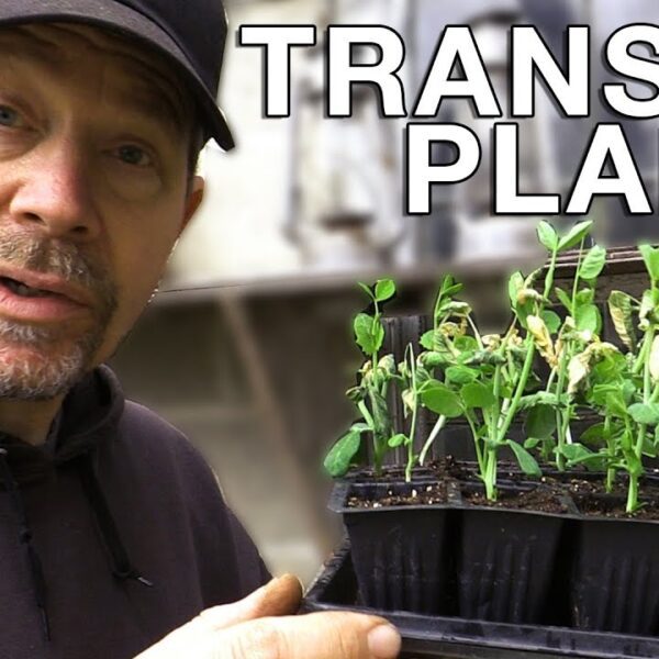 when to transplant peas seedlings