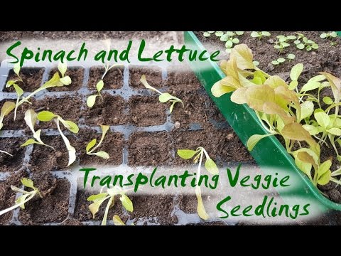 when to transplant spinach seedlings