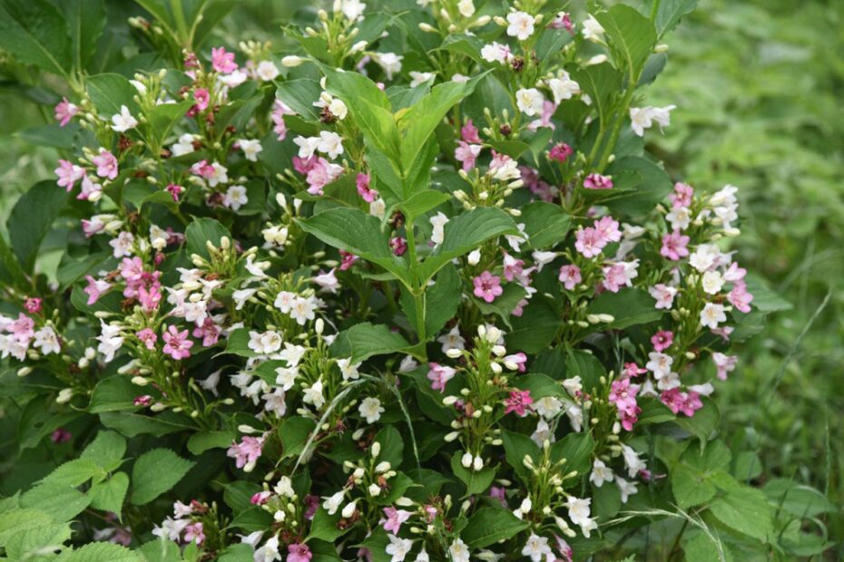 When to Transplant Weigela