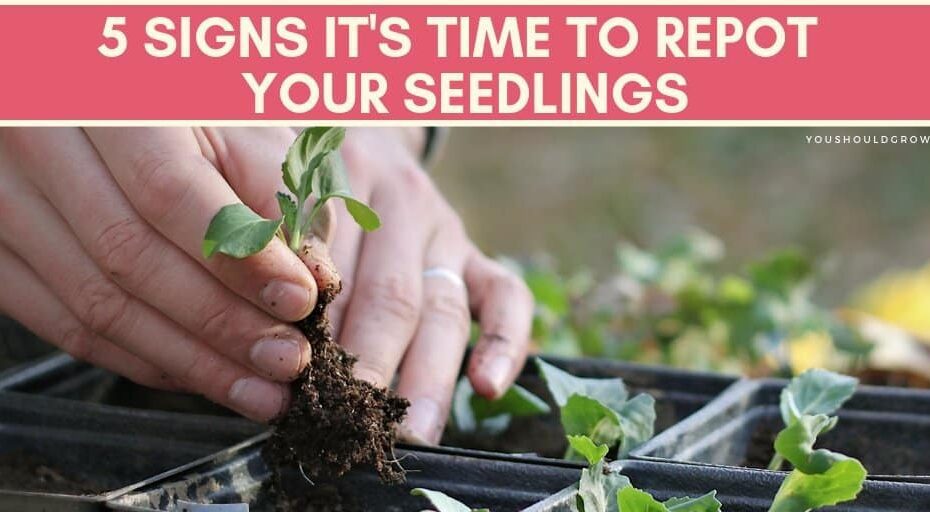 When to Transplant Zucchini Seedlings Into Bigger Pots