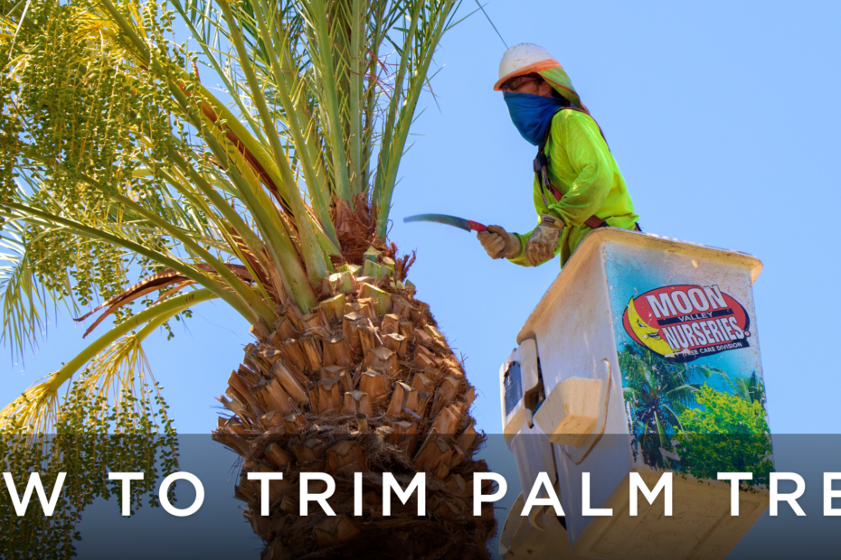 when to trim palm trees in arizona