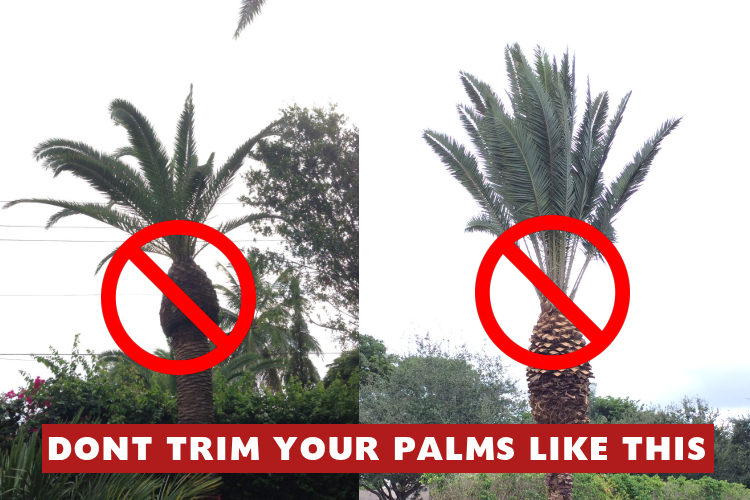 When to Trim Palm Trees in Florida