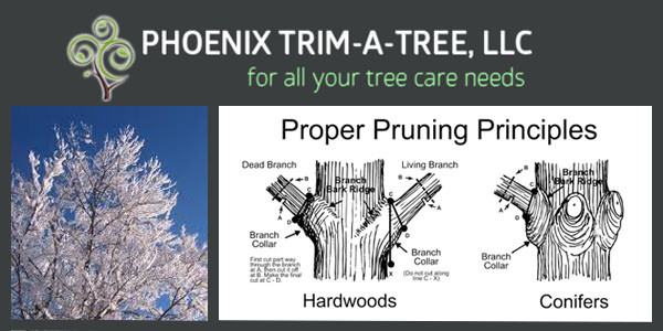 when to trim trees in arizona