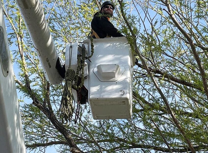 When to Trim Trees in Utah