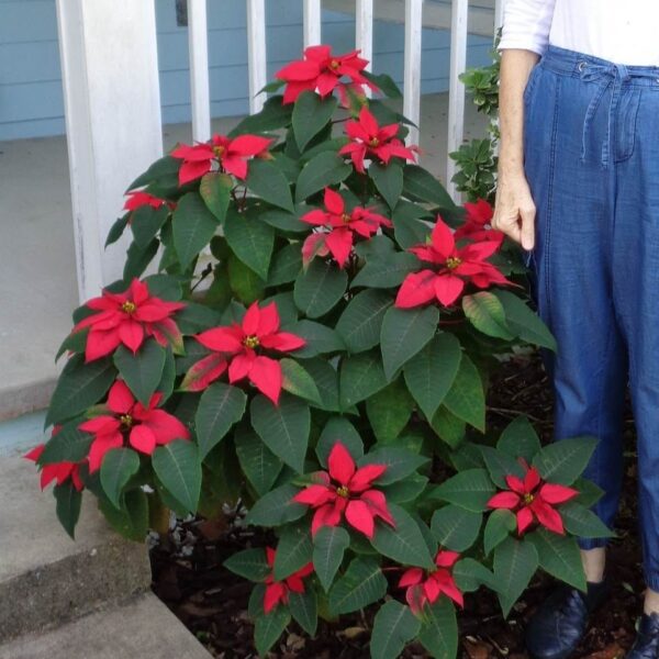 where to plant poinsettias in florida