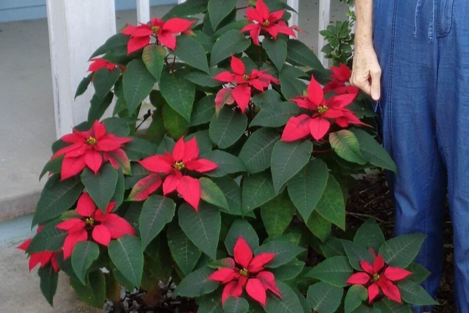 where to plant poinsettias in florida