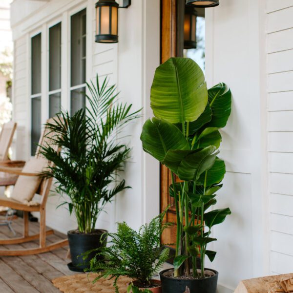 which houseplants can go outside in summer