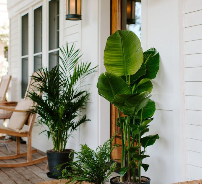 which houseplants can go outside in summer