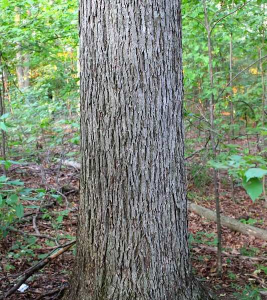 who buys hickory trees