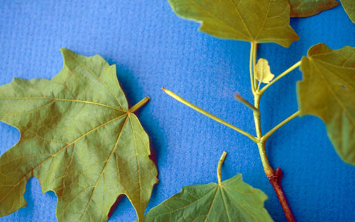 why are leaves falling off my maple tree in june