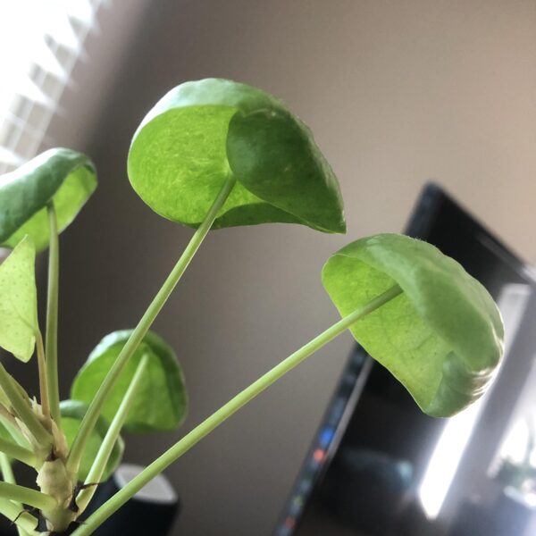 why are my chinese money plant leaves curling scaled