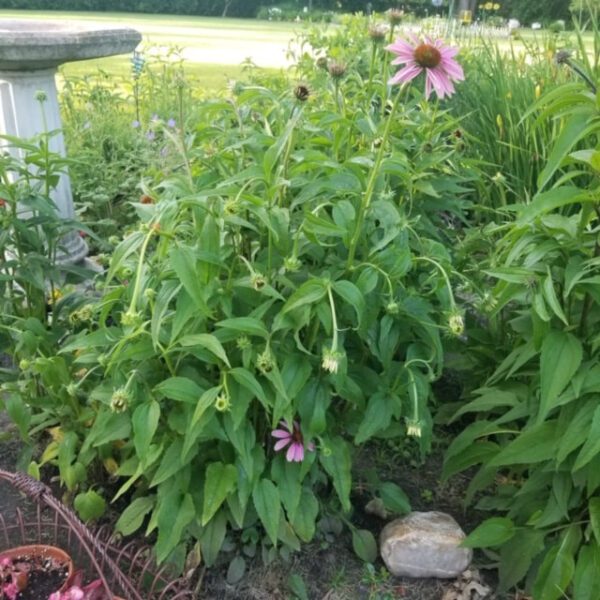 why are my coneflowers drooping