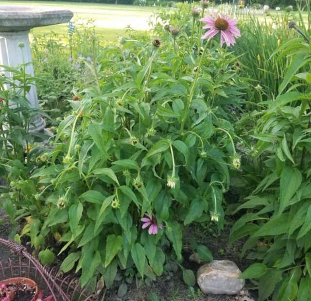 why are my coneflowers drooping