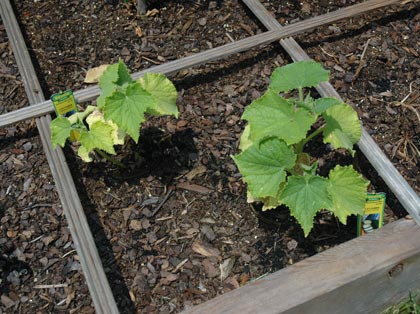 Why Are My Cucumber Plants Stunted