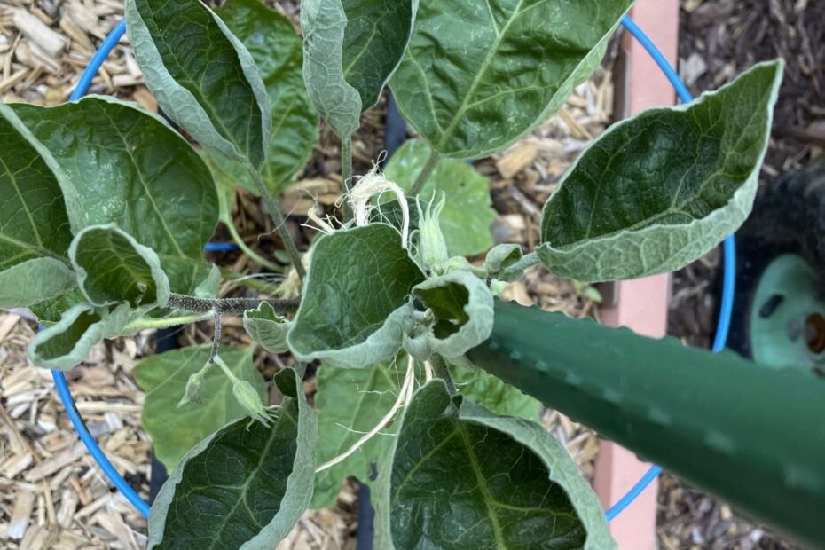 Why Are My Eggplant Leaves Curling