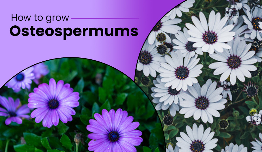 why are my osteospermum not flowering