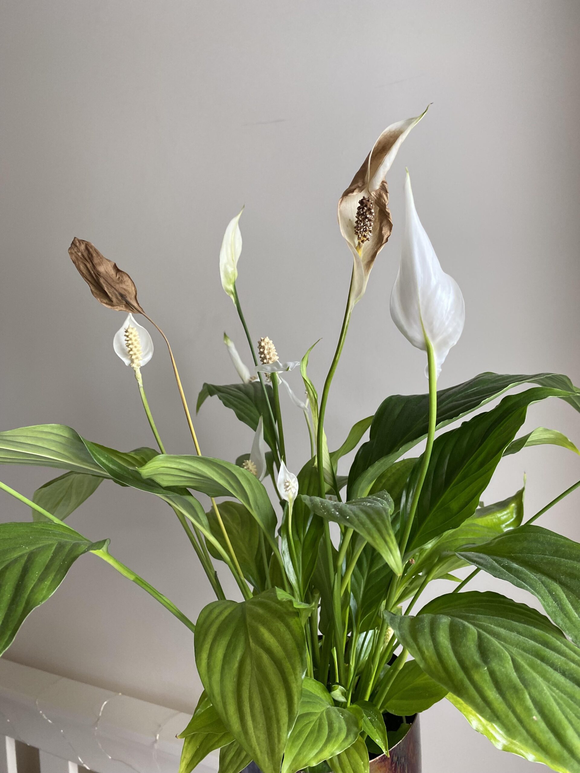 Why Are My Peace Lily Flowers Turning Brown