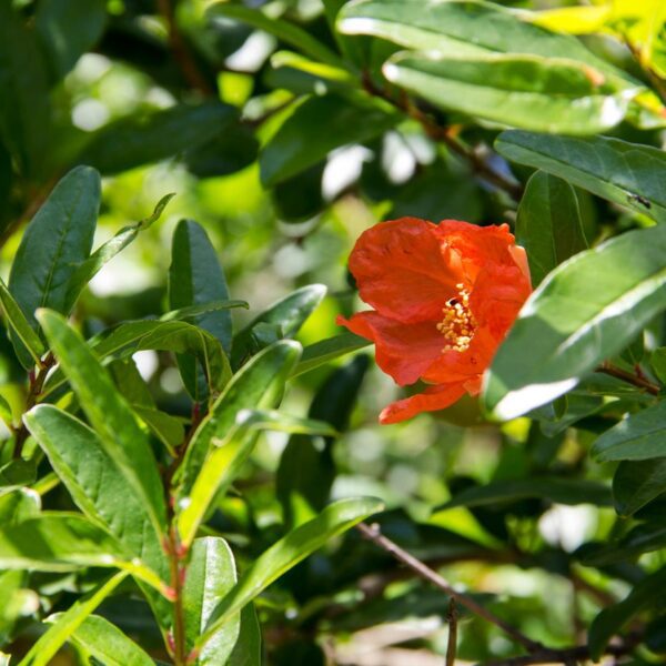 why are my pomegranate flowers falling off