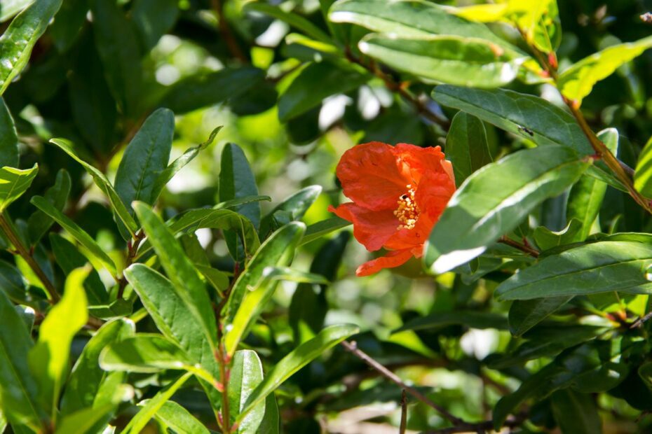 why are my pomegranate flowers falling off